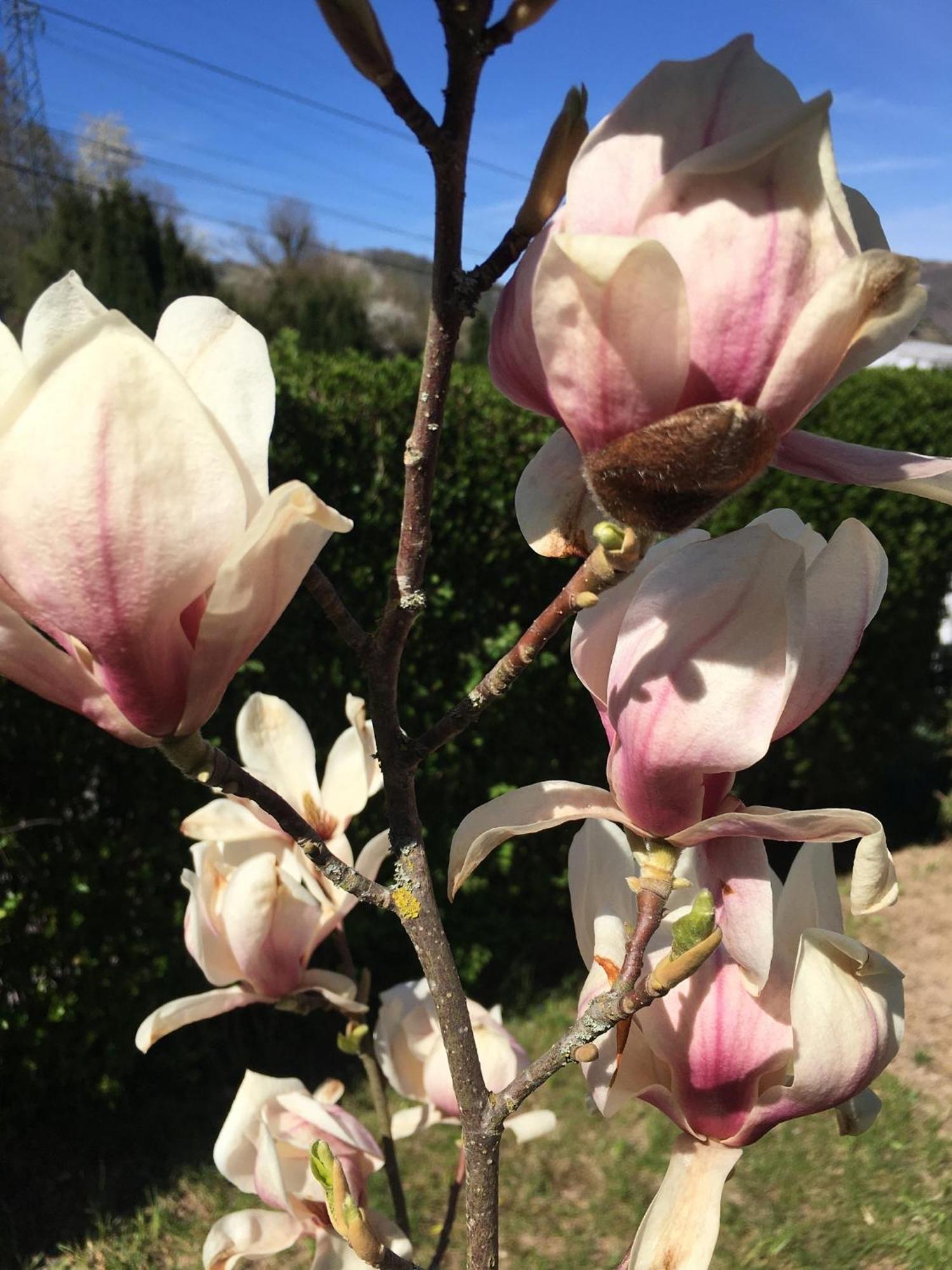 Les Magnolias En Alsace - Meuble De Tourisme 3 Etoiles Apartment Barembach Bagian luar foto